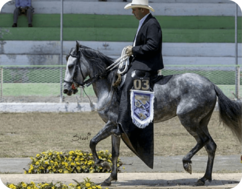 caballo de paso fino